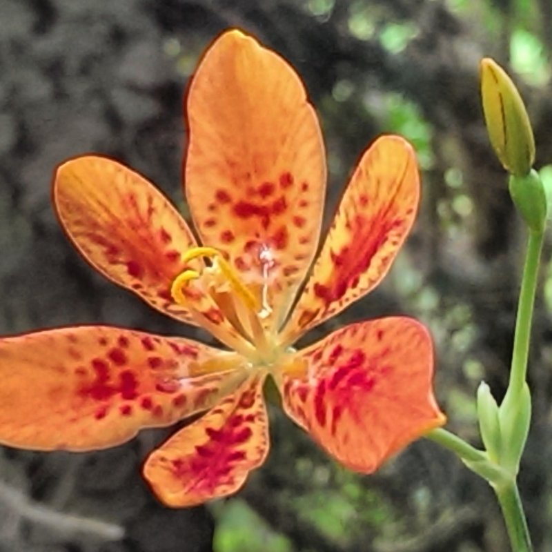 Беламканда китайская, Belamcanda chinensis