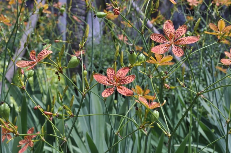 Беламканда китайская, Belamcanda chinensis