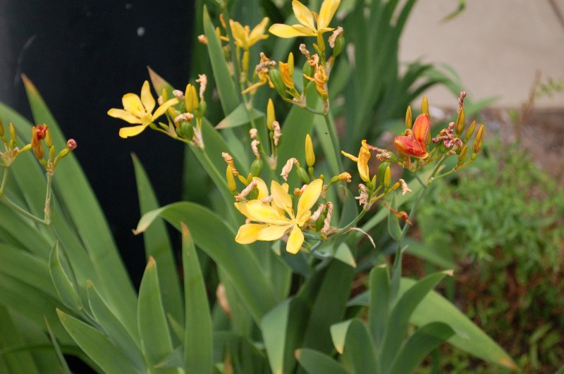 Беламканды flabellata Grey