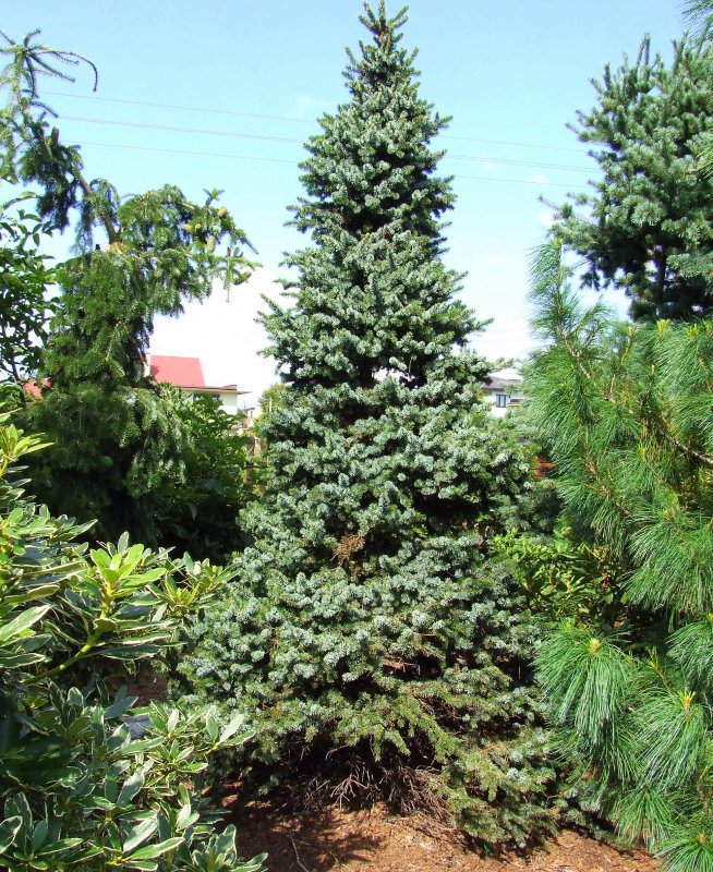Picea omorika