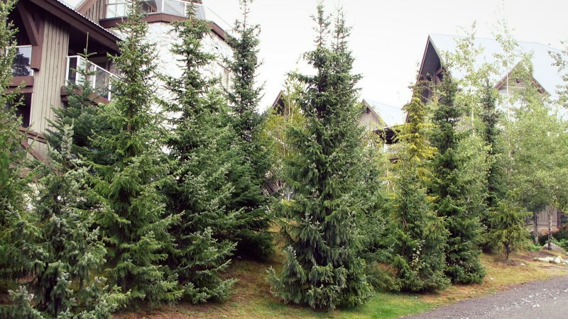 Ель Сербская Picea omorika