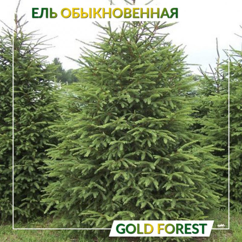 Ель обыкновенная Зильберкиссен