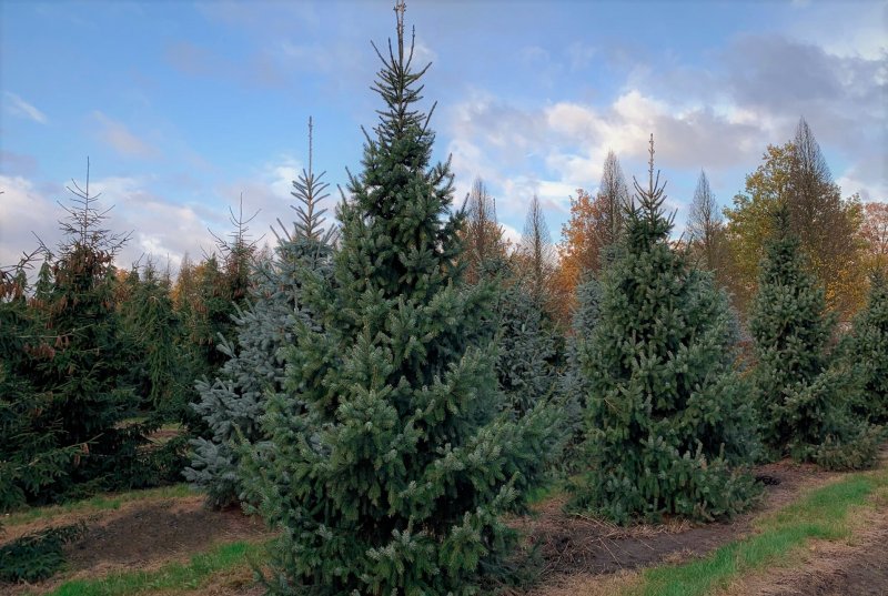 Picea omorika Beskid