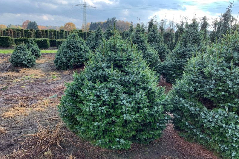 Ель Сербская Picea