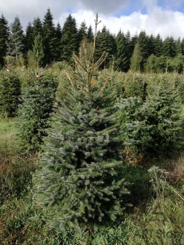 Ель Сербская Picea omorika