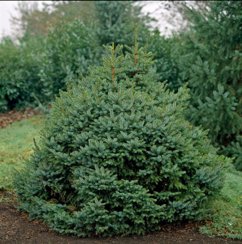 Ель Picea omorika Nana