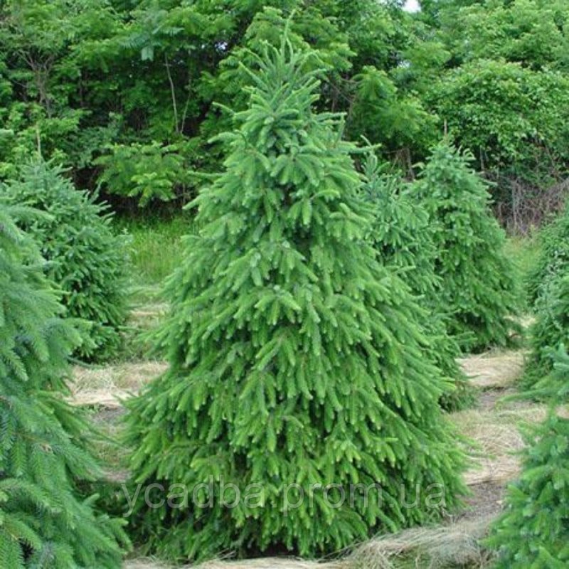 Ель Сербская Picea omorika