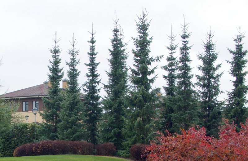 Ель Сербская Picea omorika