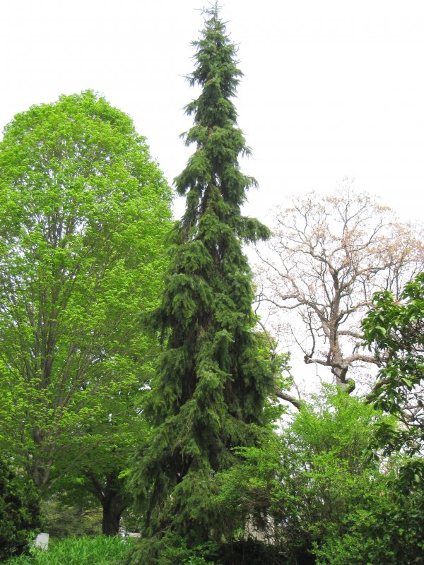Ель Сербская Picea omorika
