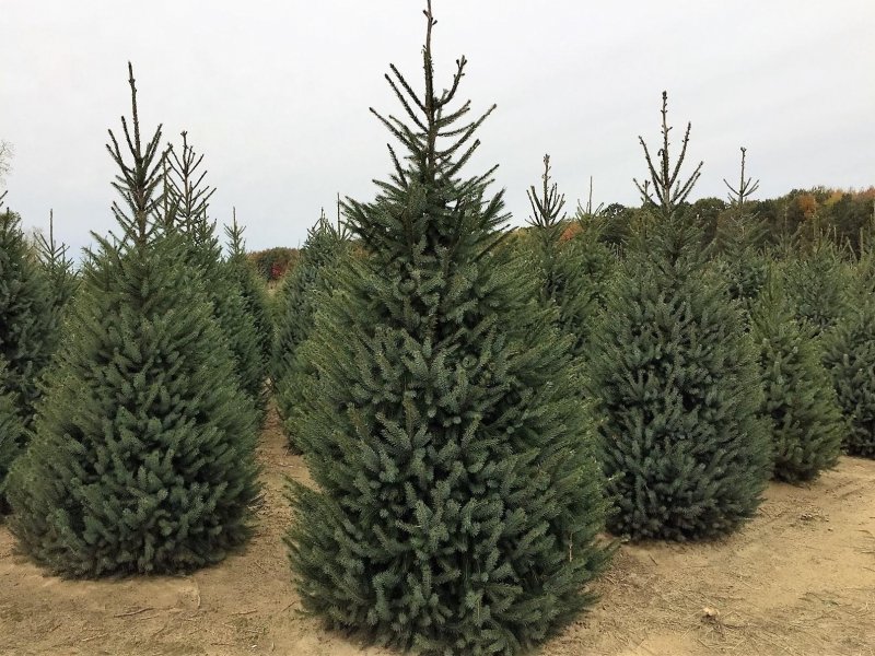 Ель Сербская Picea omorika