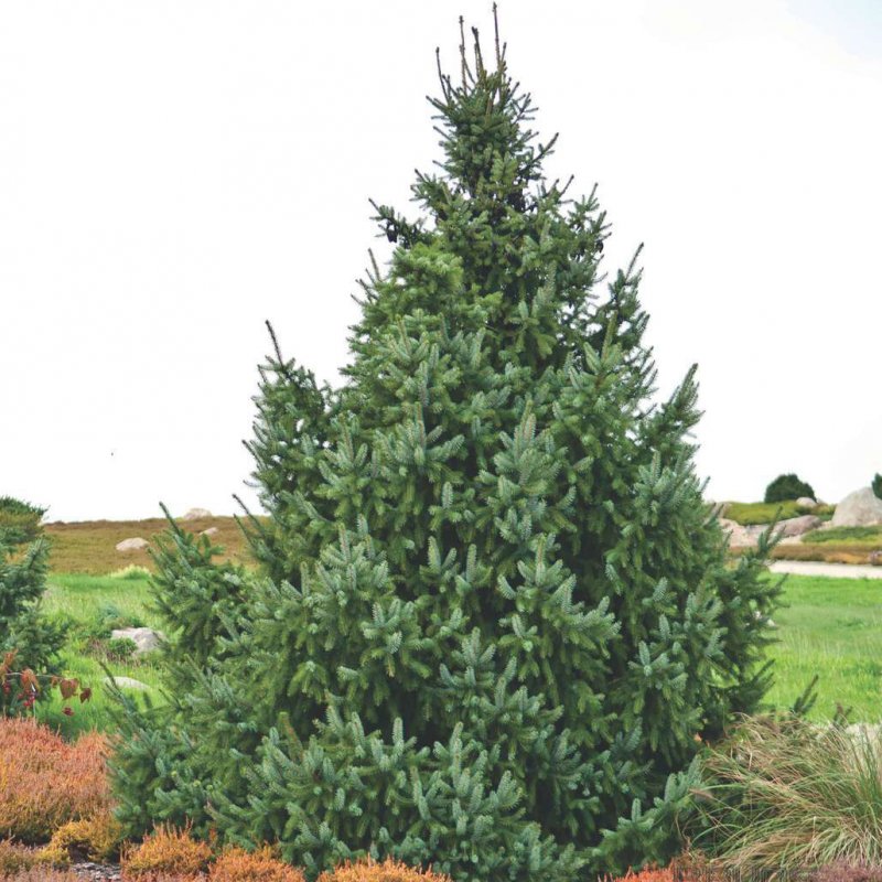 Picea omorika Silberblau