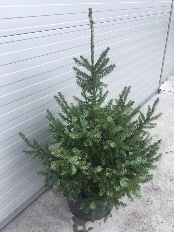Ель Сербская Picea Оморика