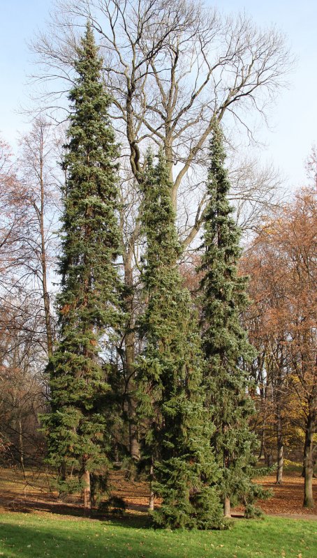 Ель Сербская Picea omorika