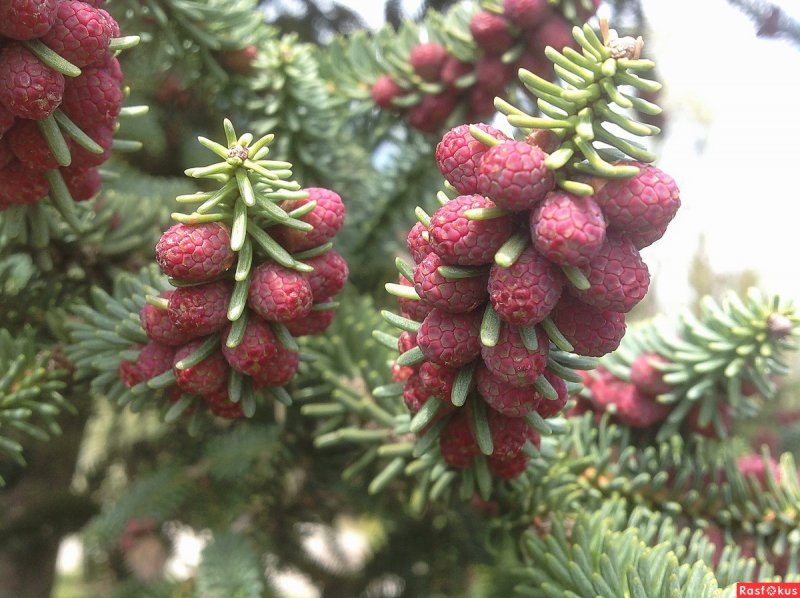Ель колючая Hoopsii
