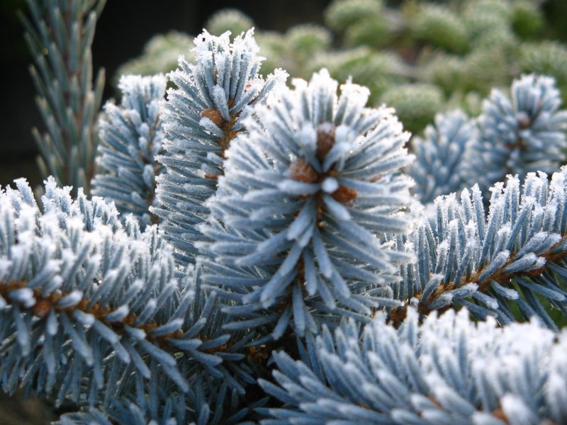 Ель колючая "Хупси" ("Hoopsii")