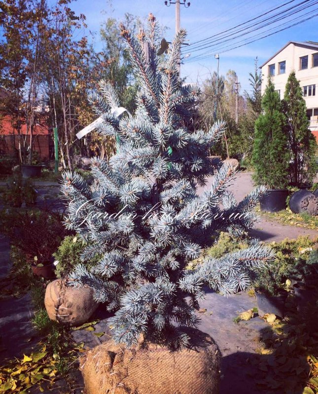 Ель Picea pungens Hermann Naue