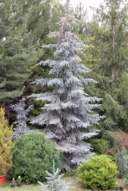Picea pungens Omega