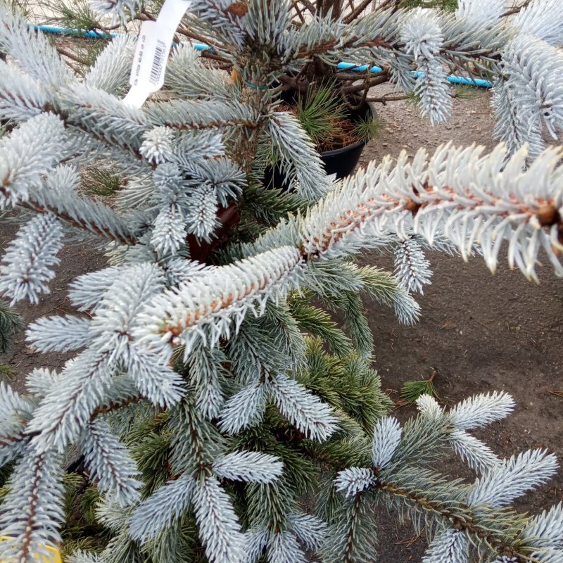 Ель Хупси шишки
