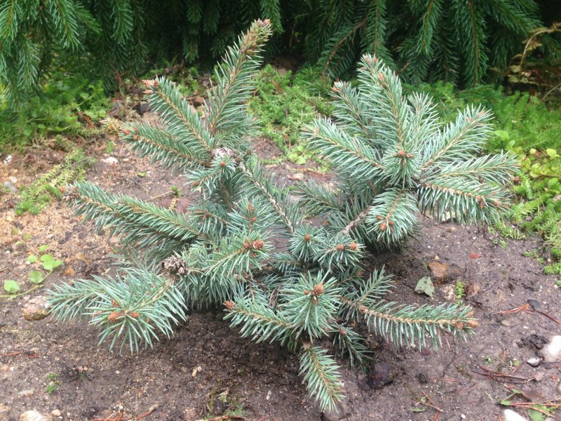 Ель колючая Хупси (Picea pungens Hoopsii)