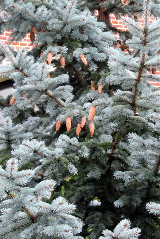 Ель колючая Picea pungens