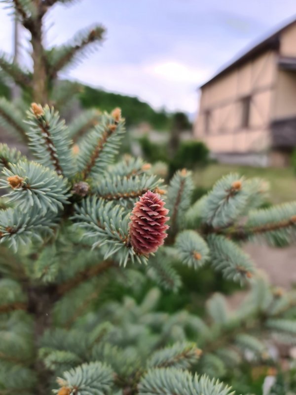Ель с голубыми шишками