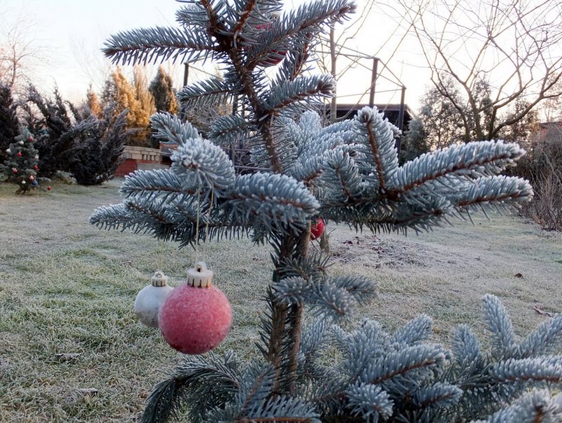 Ель Хупси с красными шишками