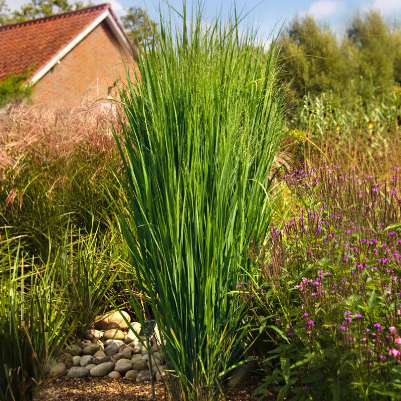 Просо прутьевидное, Panicum virgatum "Northwind"