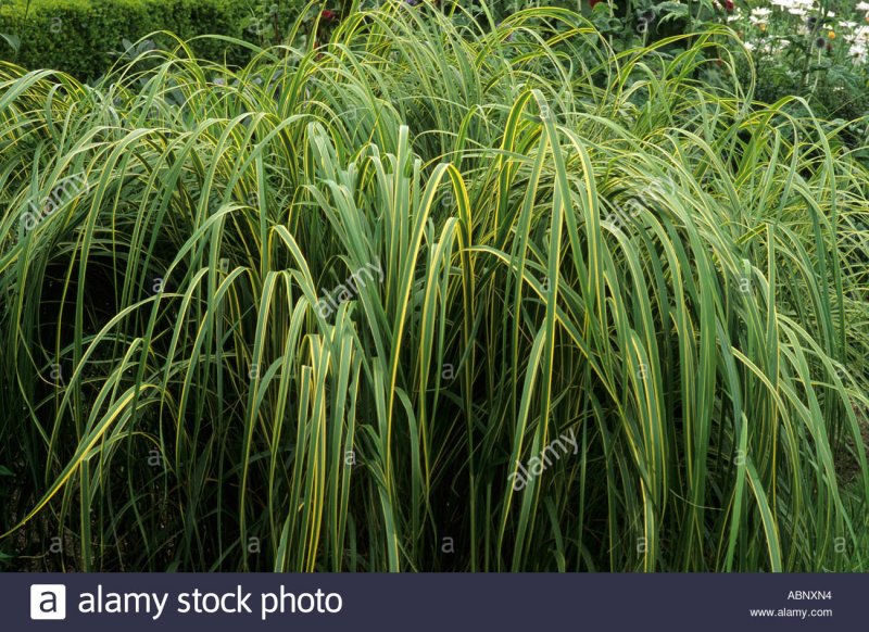 Спартина гребенчатая (Spartina pectinata Aureomarginata c12 140-160)