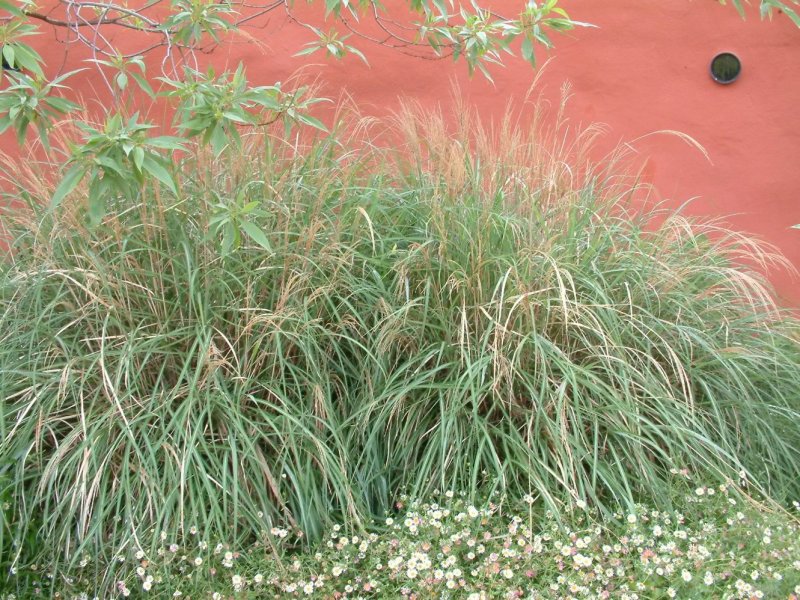 Мискантус Miscanthus Adagio