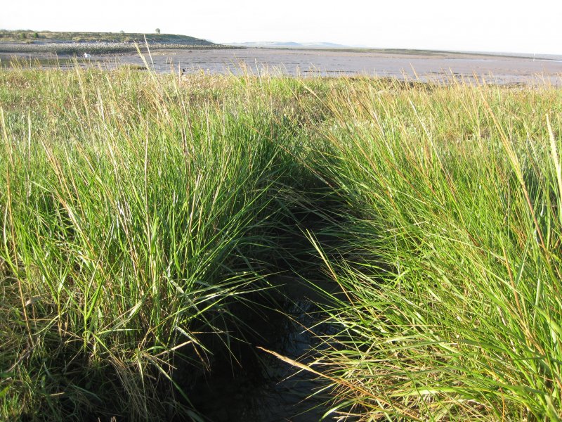 Spartina Anglica
