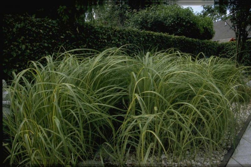 Spartina pectinata Aureomarginata Spartyna grzebieniasta