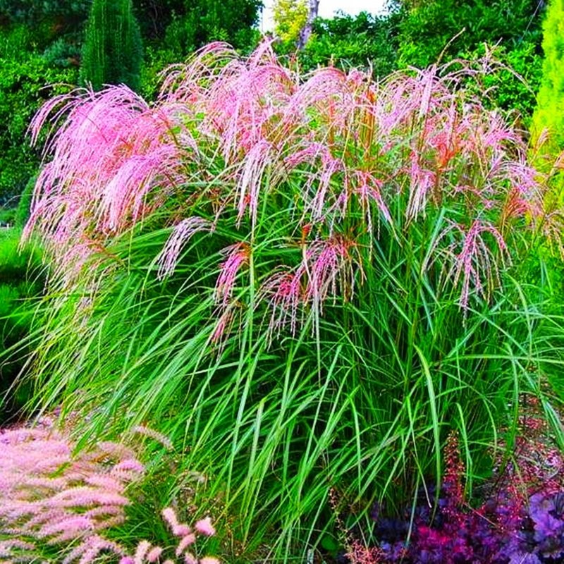 Spartina DSI