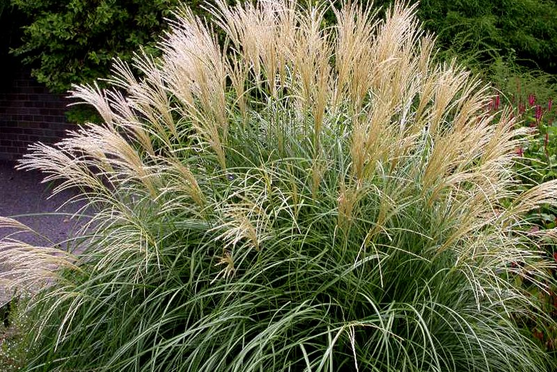 Мискантус Miscanthus Adagio