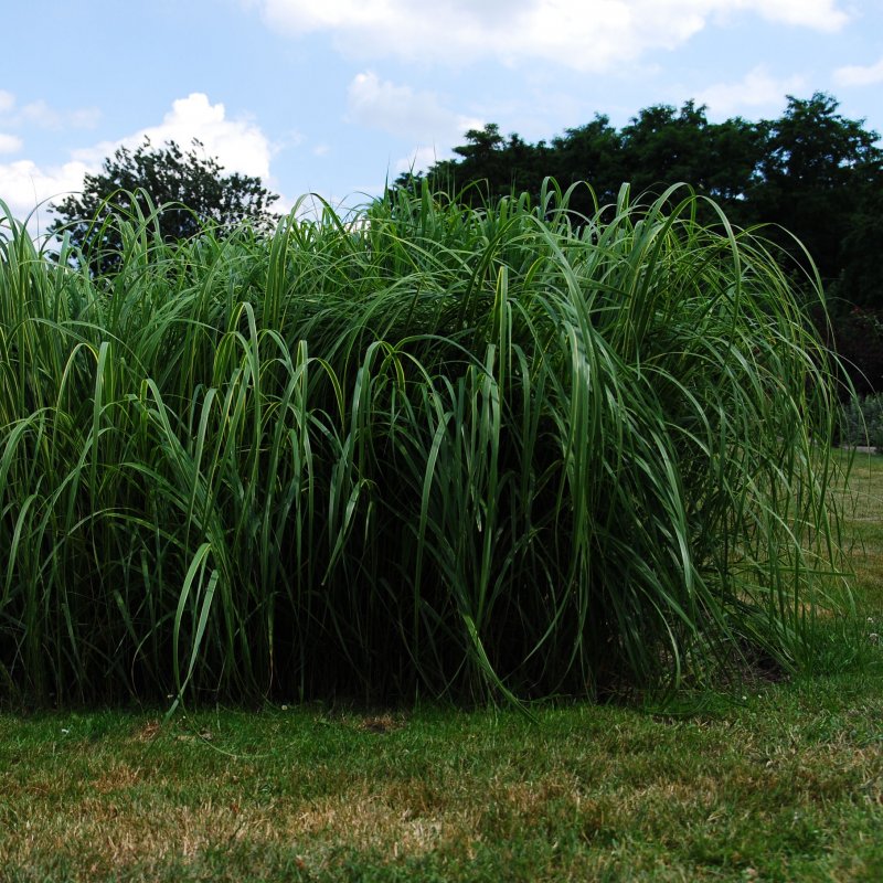 Спартина гребешковая, Spartina pectinata "Aureomarginata"