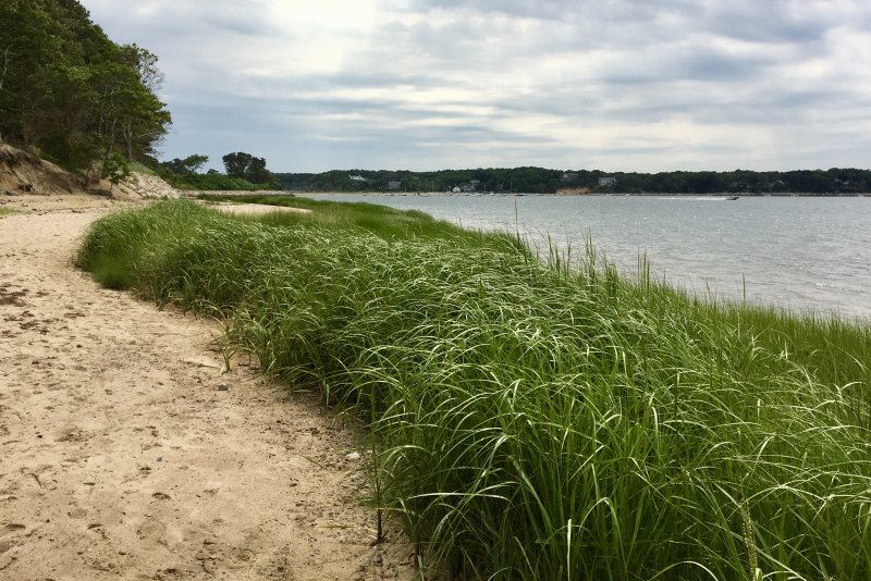 Spartina Bay
