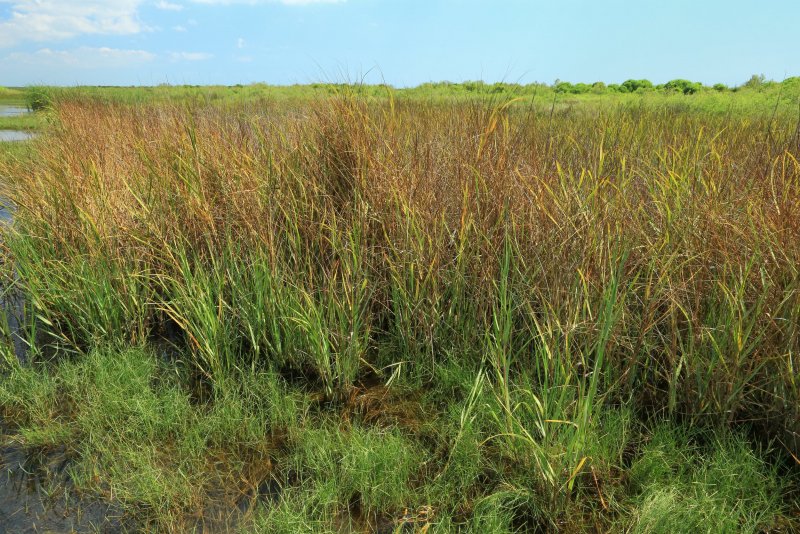 Spartina alterniflora
