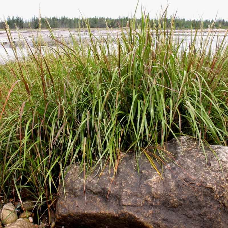 Spartina alterniflora