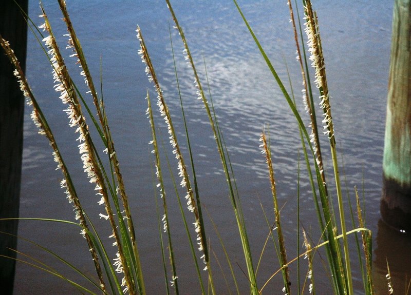 Spartina foliosa