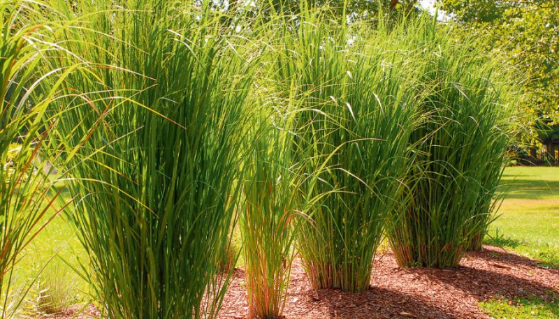 Просо прутьевидное, Panicum virgatum, "Rotstrahlbusch"