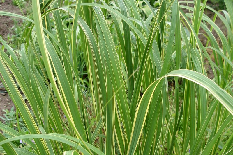 Спартина гребешковая, Spartina pectinata "Aureomarginata"