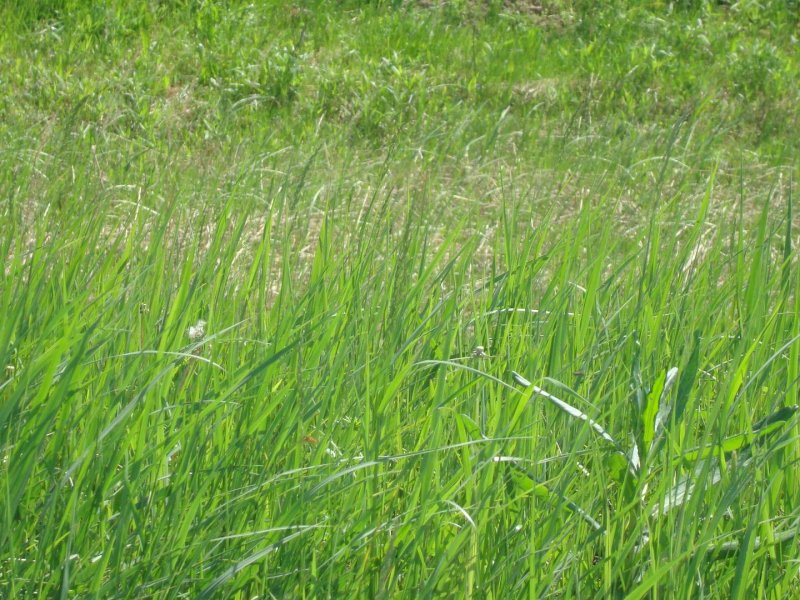 Spartina alterniflora и s. Patens