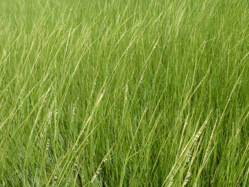Spartina Anglica