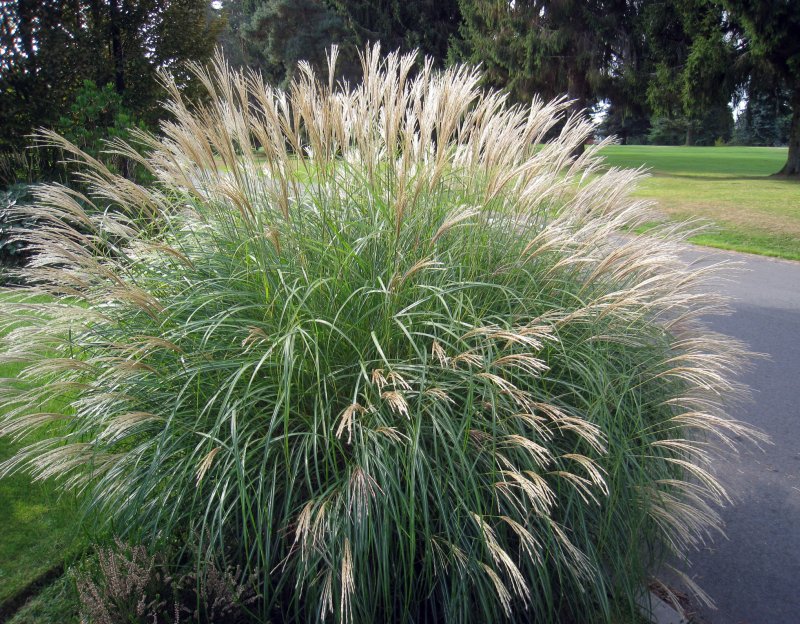 Осока Carex brunnea Aureomarginata