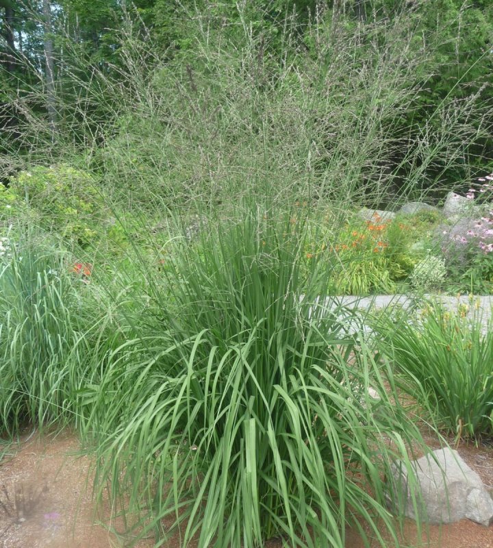 Молиния тростниковая (Molinia arundinacea `Karl Foerster`)