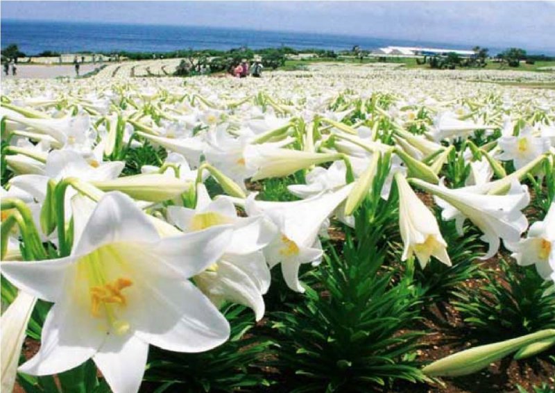 Лилия Lilium Asiatic White