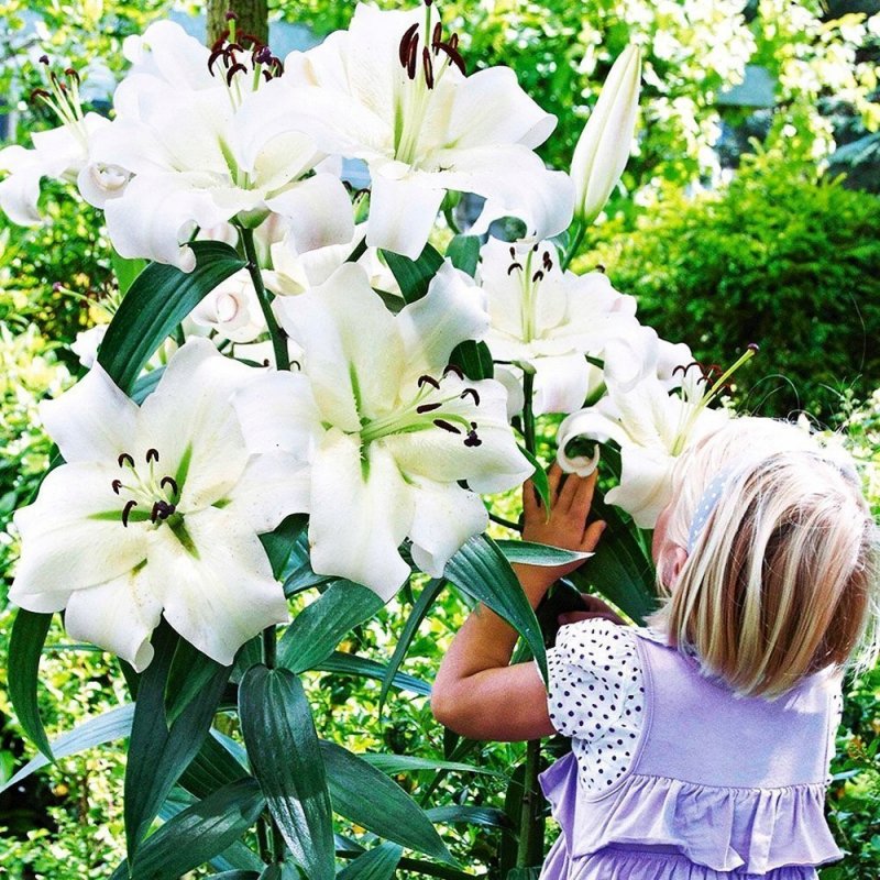 Лилия Кандидум (Lilium candidum)