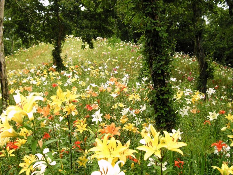 White Lily field
