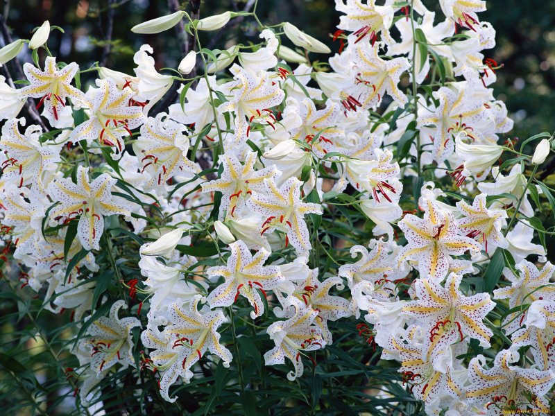 Лилия Кандидум (Lilium candidum)