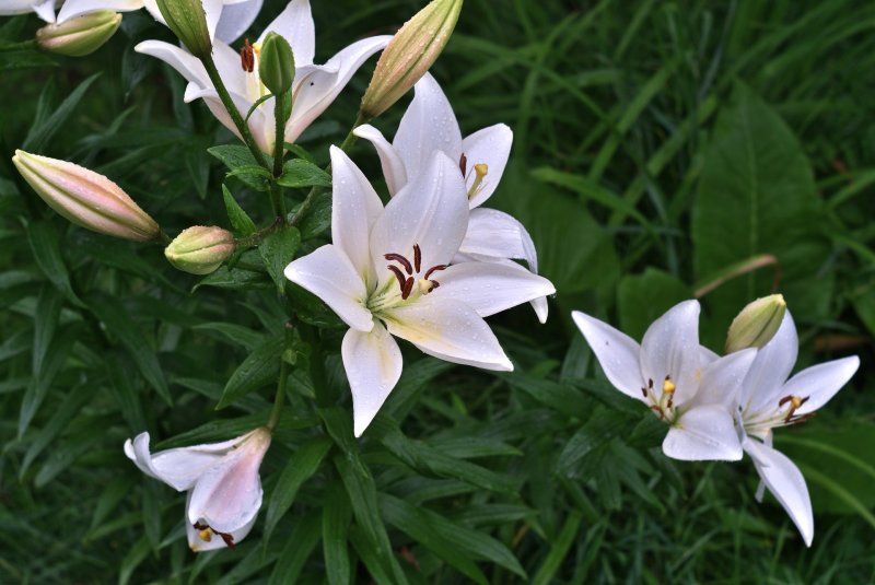Лилия White County
