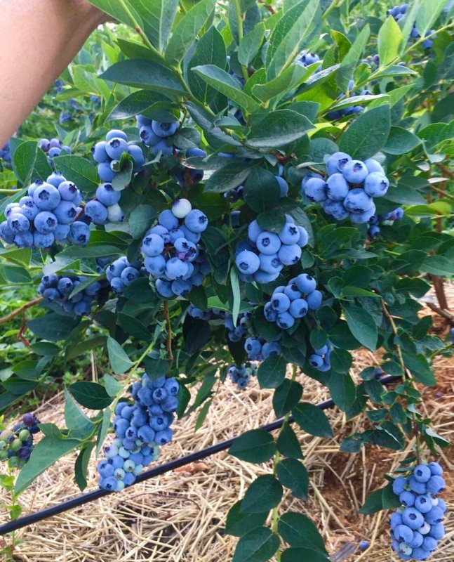 Голубика Блюкроп Bluecrop